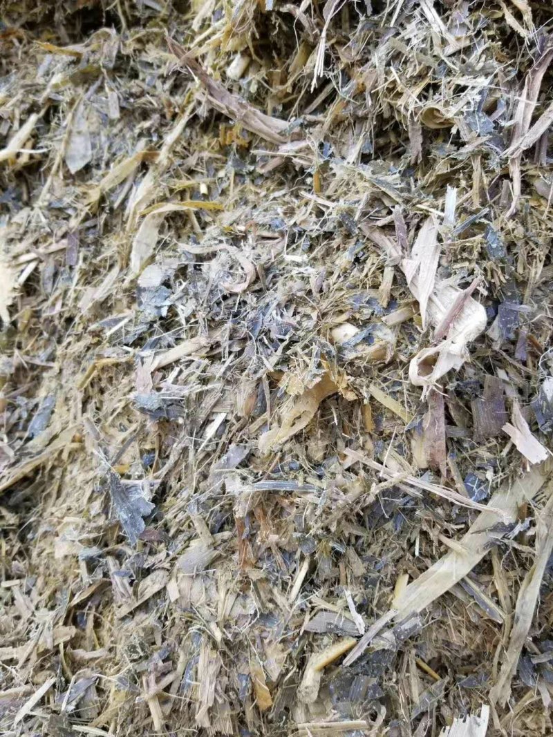 常年出售水泥窖青储水分低价格便宜质量保证
