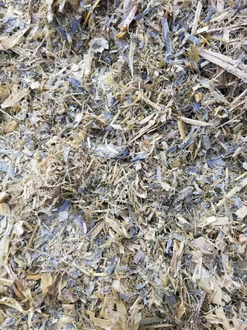 常年出售水泥窖青储水分低价格便宜质量保证
