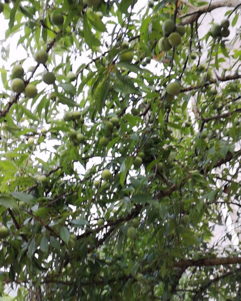 又甜又脆的青脆李