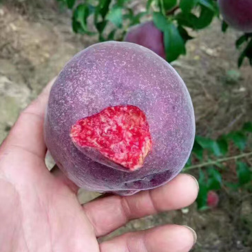 非洲黑妹毛桃