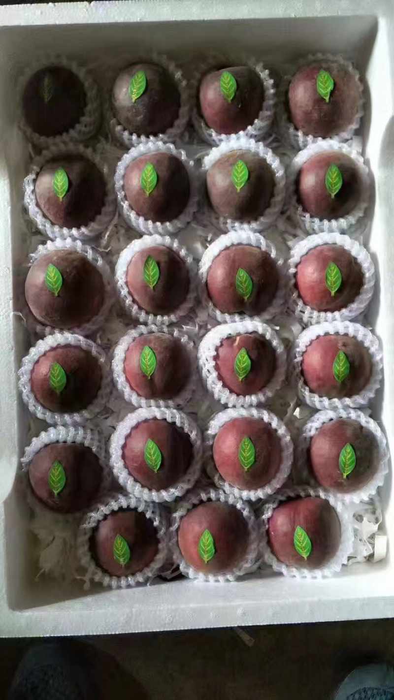 非洲黑妹毛桃
