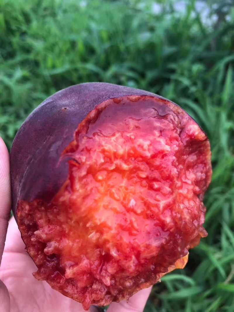 非洲黑妹毛桃