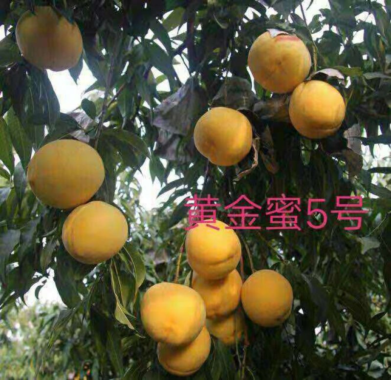 中蟠2号桃树苗中蟠9号中蟠17号黄金蜜0号锦绣黄桃