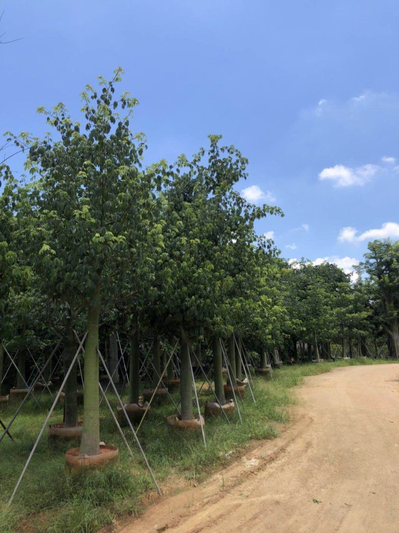 供应自家15-20分大腹木棉袋苗，量大价优