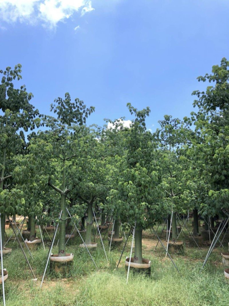 供应自家15-20分大腹木棉袋苗，量大价优