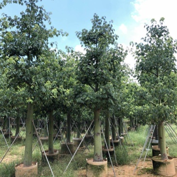 供应自家15-20分大腹木棉袋苗，量大价优