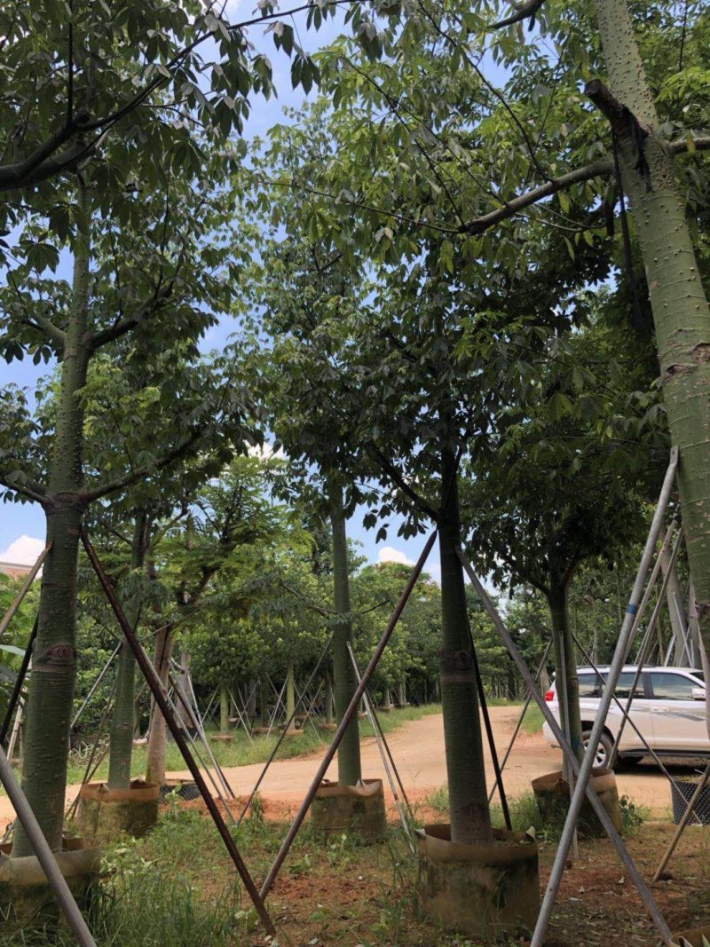 供应自家15-20分大腹木棉袋苗，量大价优