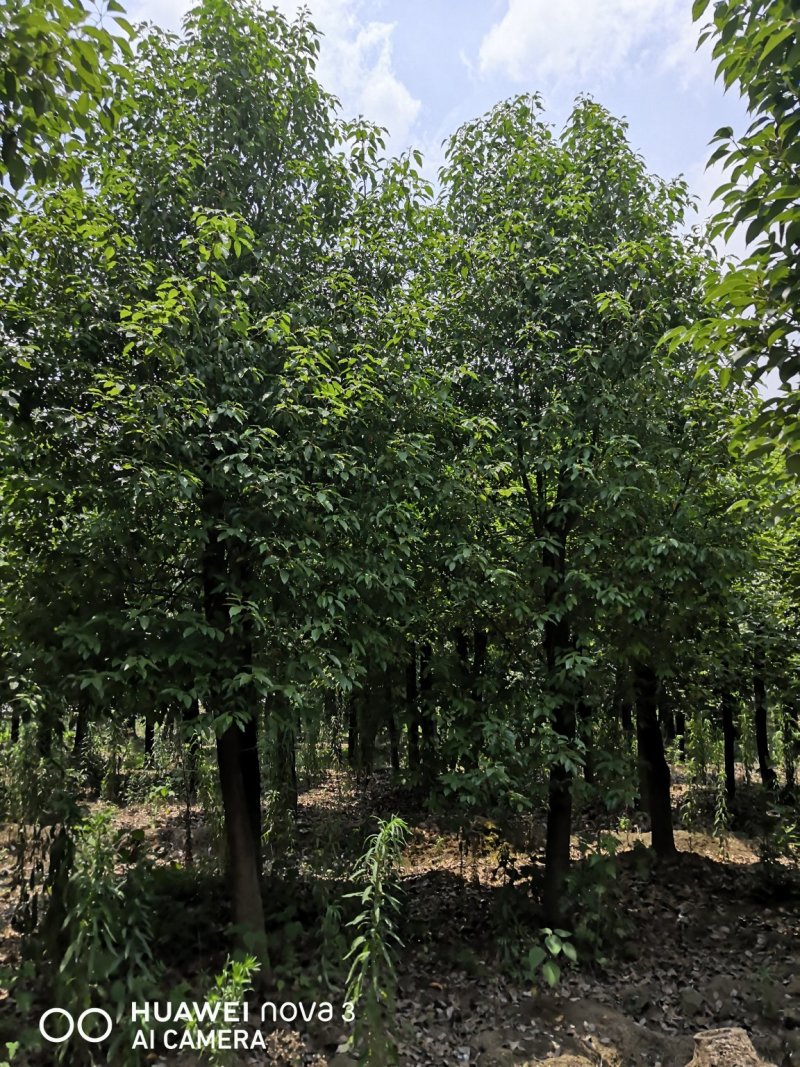香樟15-40公分熟货小叶樟，