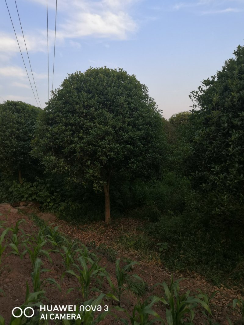金桂四川自贡市5—20公分