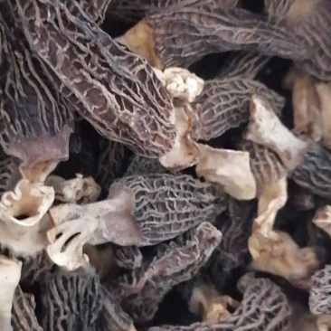 羊肚菌干货批发价须要的联系我