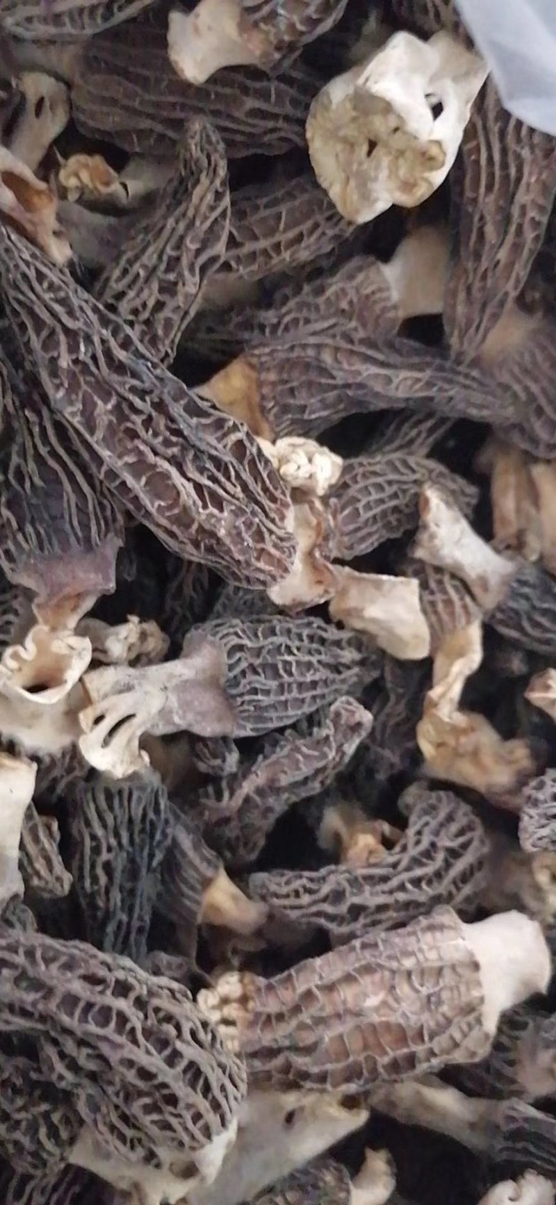 羊肚菌干货批发价须要的联系我