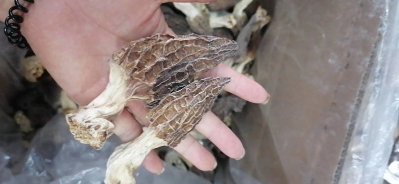 羊肚菌干货批发价须要的联系我