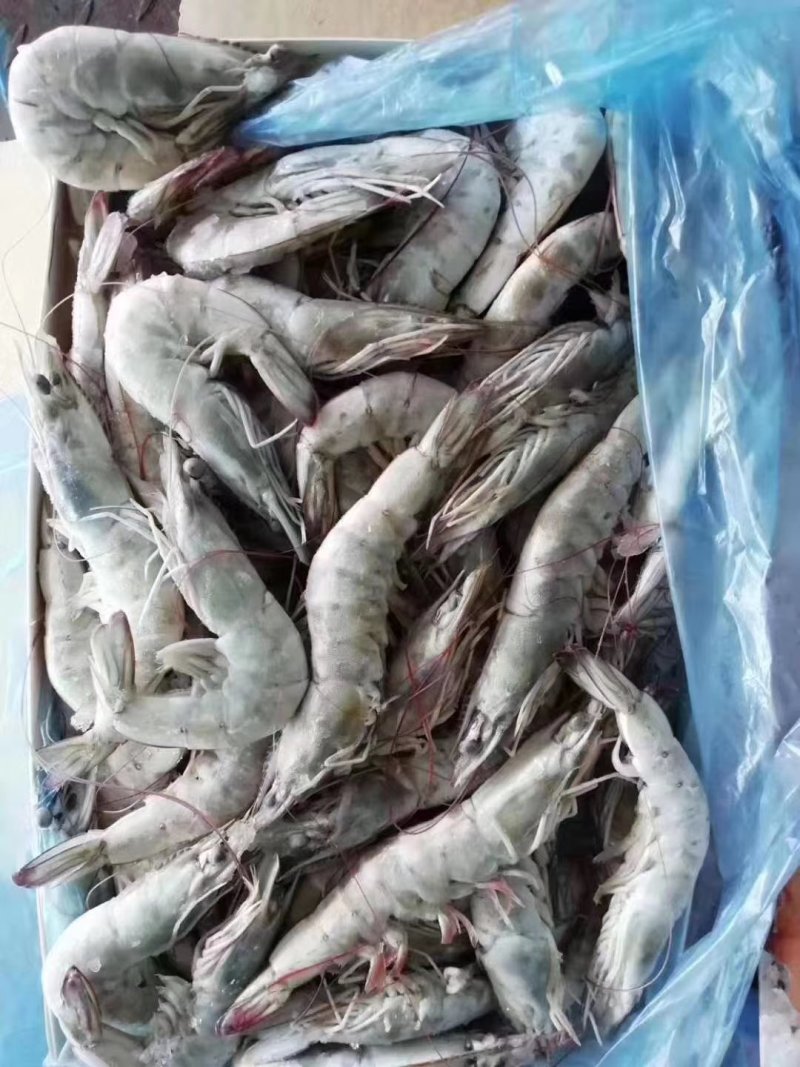 南美厄瓜多尔虾个头均匀，皮薄肉厚，多个规格
