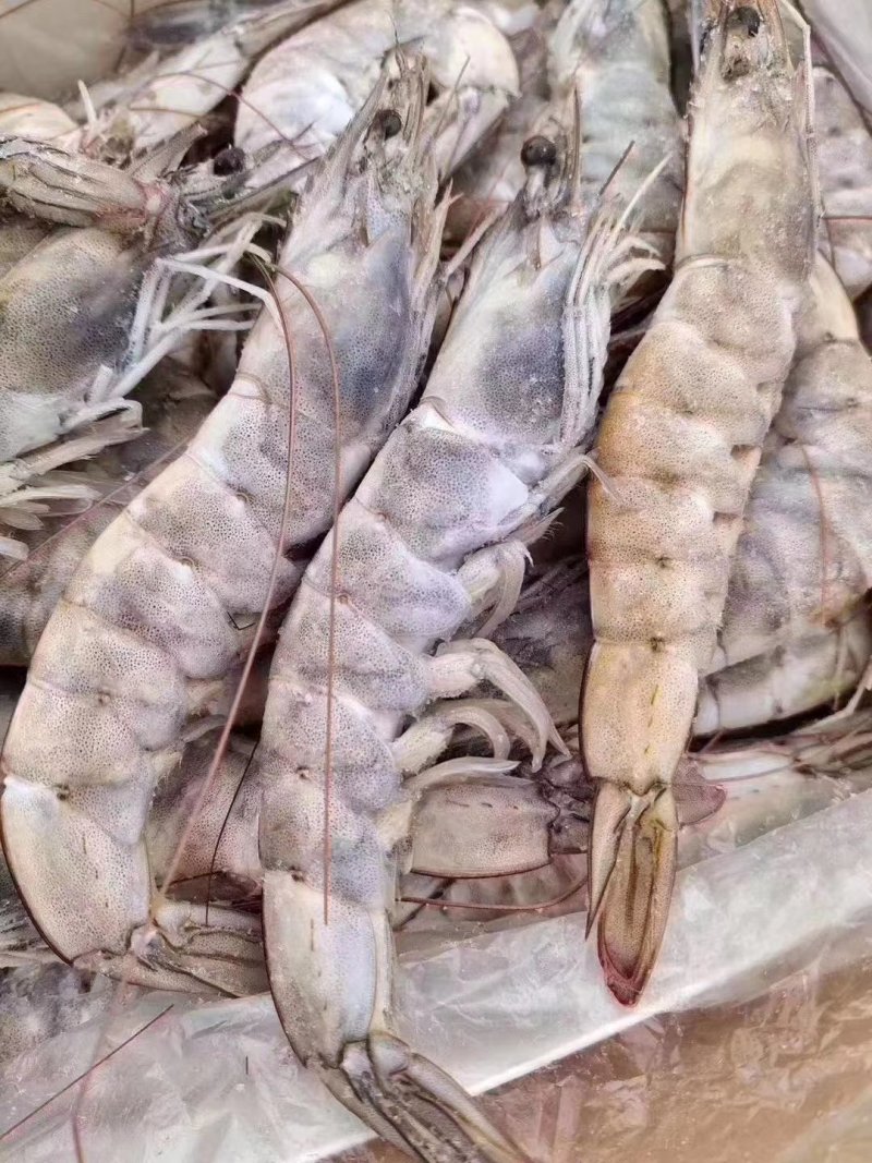 南美厄瓜多尔虾个头均匀，皮薄肉厚，多个规格