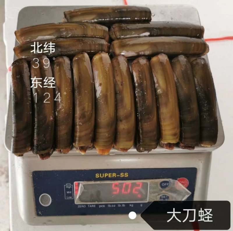 辽宁东港特产蛏子质量保证全国各地空运刀疤笔杆