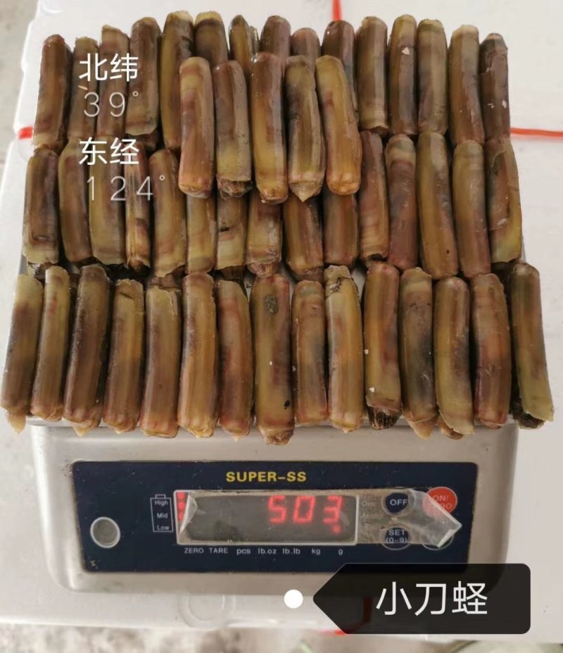 辽宁东港特产蛏子质量保证全国各地空运刀疤笔杆