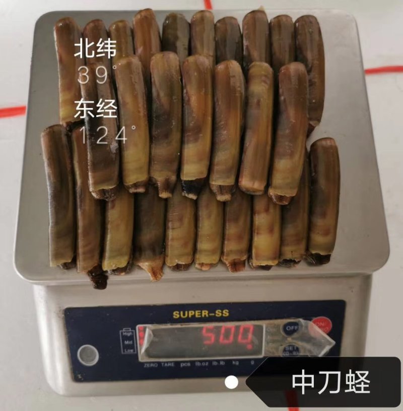 辽宁东港特产蛏子质量保证全国各地空运刀疤笔杆