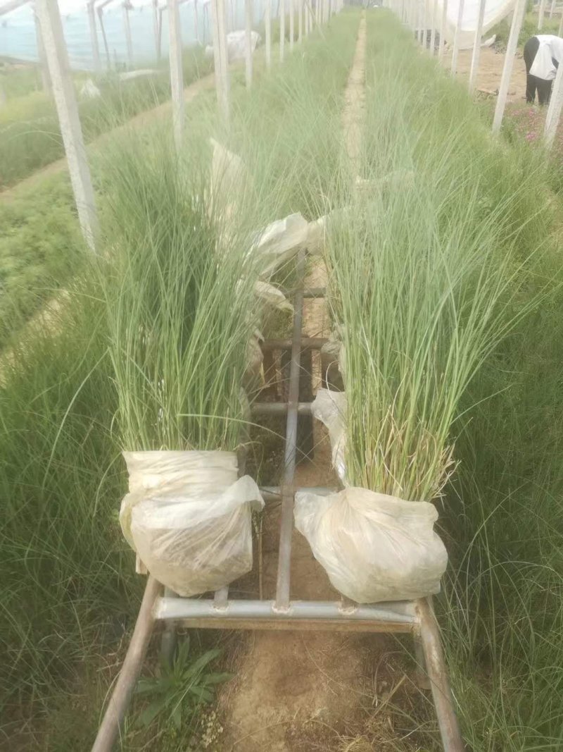 细叶芒！花叶芒！斑叶芒！血草！须芒草！种植基地
