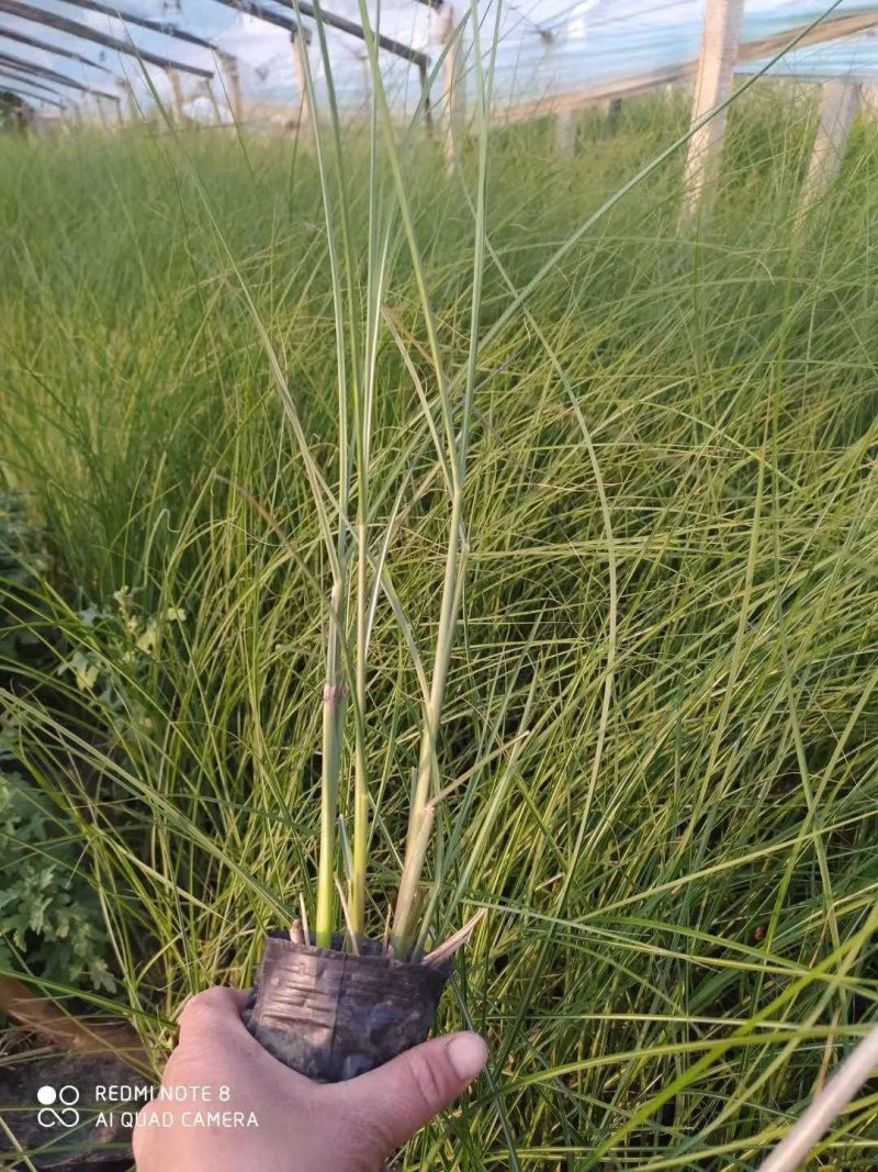 细叶芒！花叶芒！斑叶芒！血草！须芒草！种植基地
