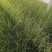 细叶芒!花叶芒!斑叶芒!血草!须芒草!种植基地