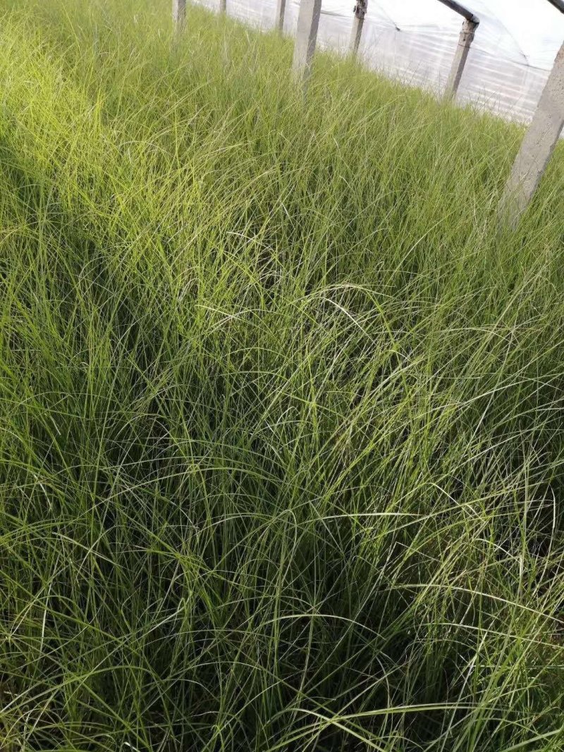 细叶芒！花叶芒！斑叶芒！血草！须芒草！种植基地