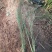 细叶芒!花叶芒!斑叶芒!血草!须芒草!种植基地