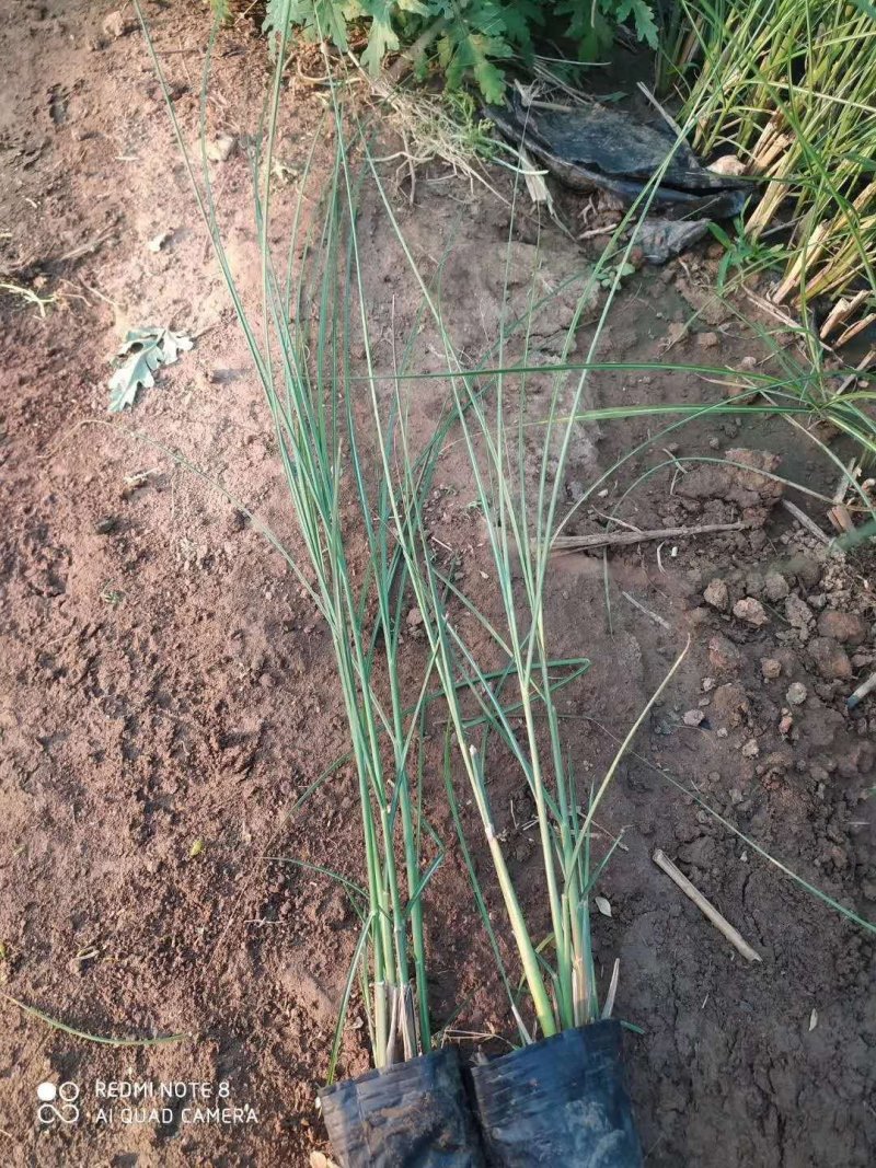 细叶芒！花叶芒！斑叶芒！血草！须芒草！种植基地