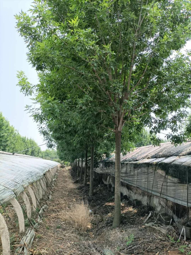 苗圃大量供应多规格优质白蜡树