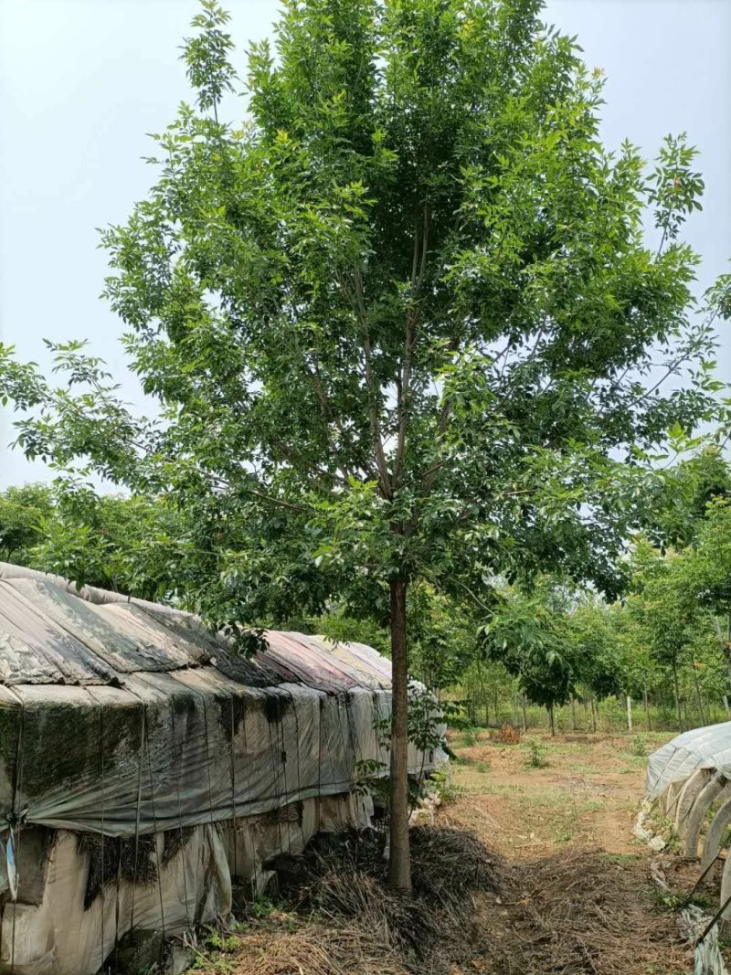 苗圃大量供应多规格优质白蜡树