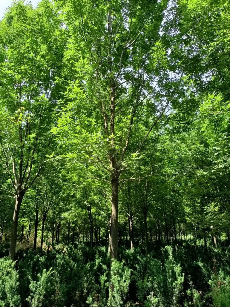 苗圃大量供应多规格优质白蜡树