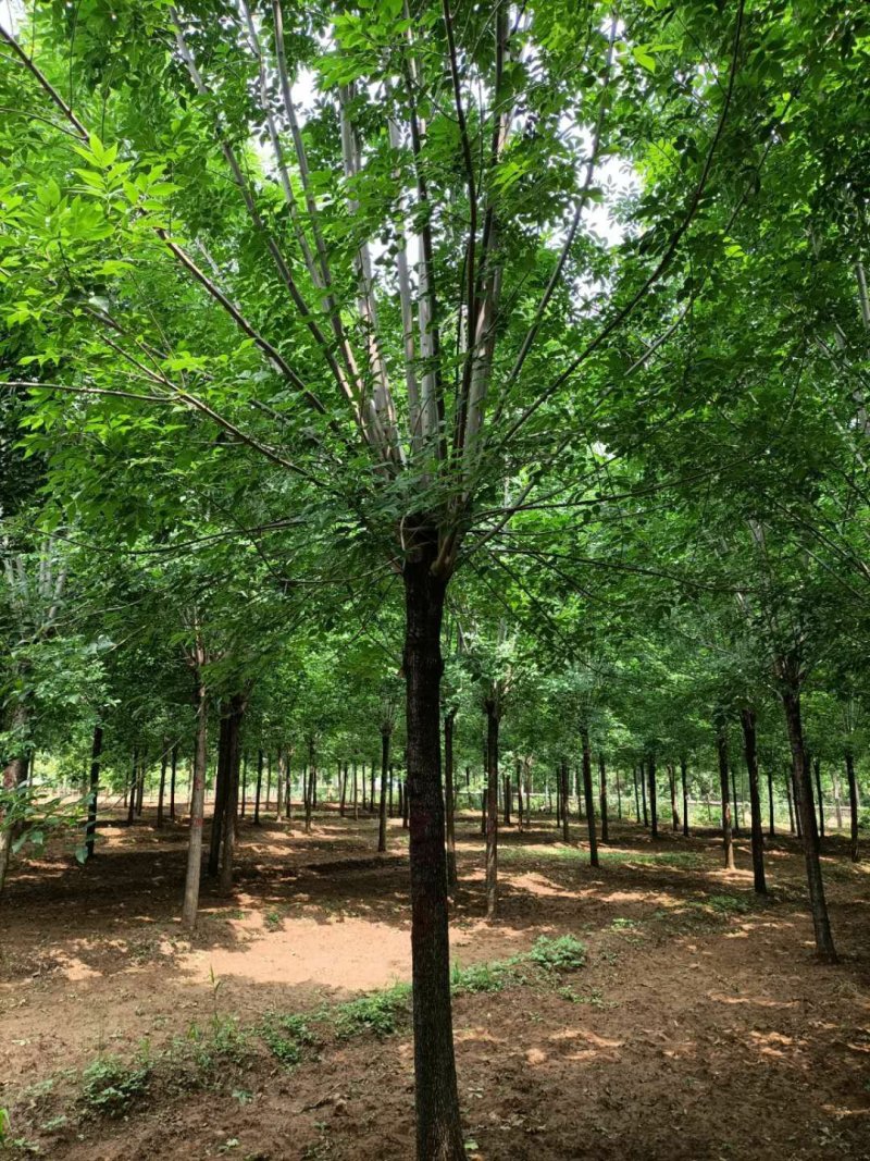 苗圃大量供应多规格优质白蜡树