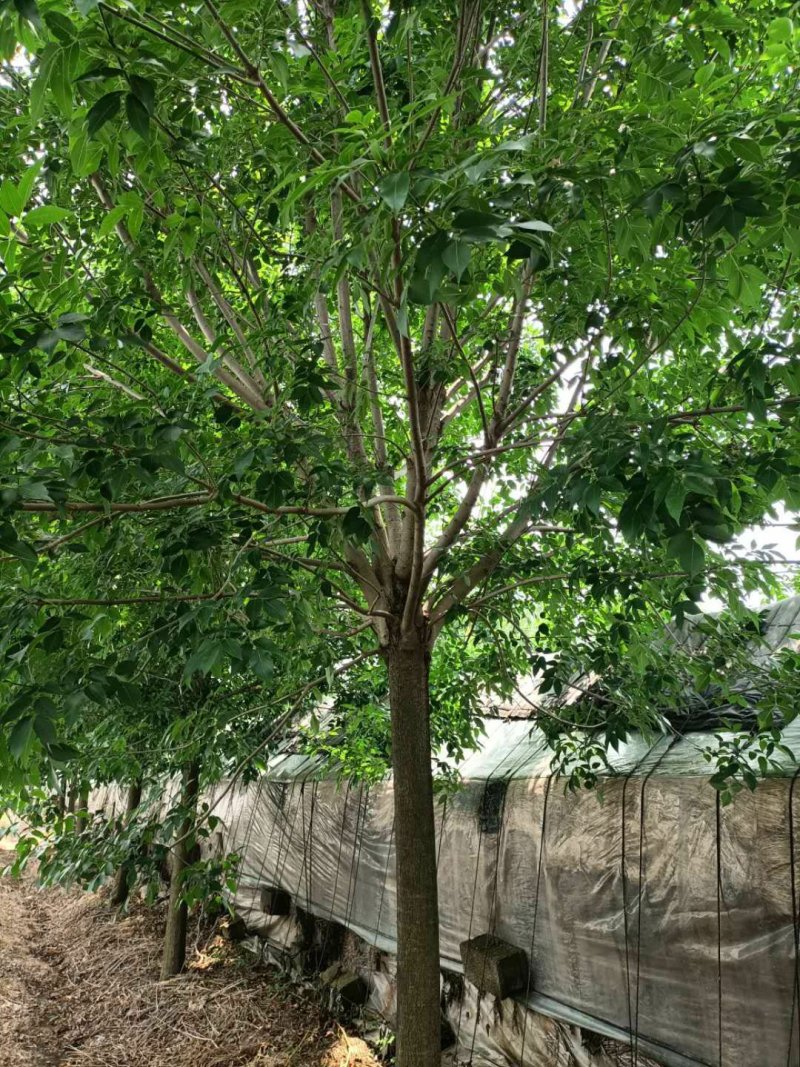苗圃大量供应多规格优质白蜡树