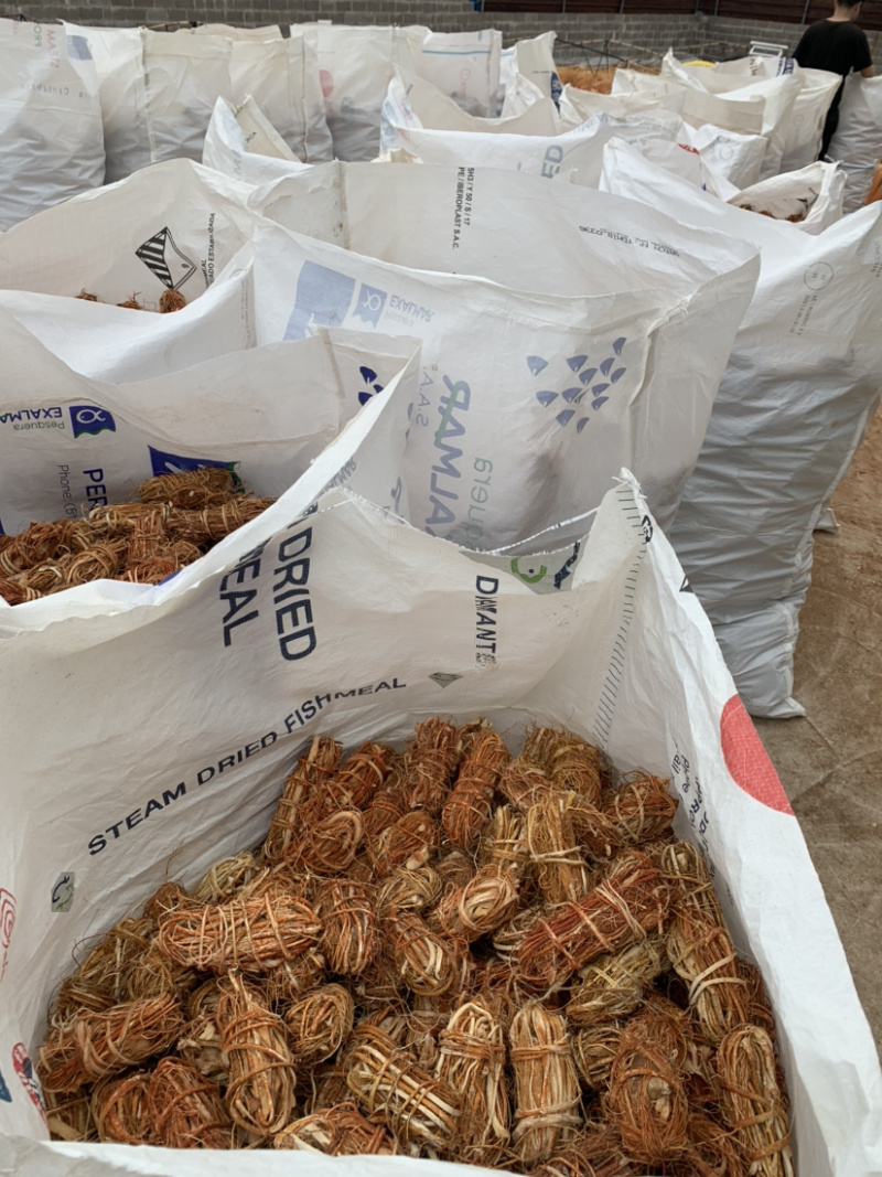 五指毛桃，应有尽有，加工厂供应