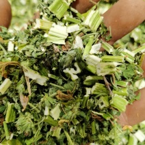 益母草，颜色青，质量好