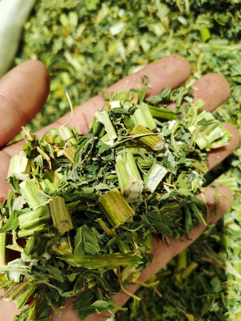 益母草，颜色青，质量好