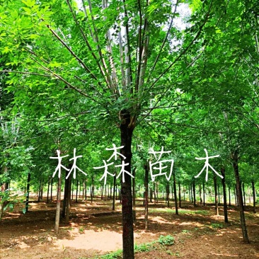 苗圃供应，白蜡，速生白蜡，白蜡树山东白蜡。