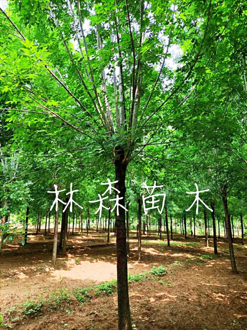 苗圃供应，白蜡，速生白蜡，白蜡树山东白蜡。