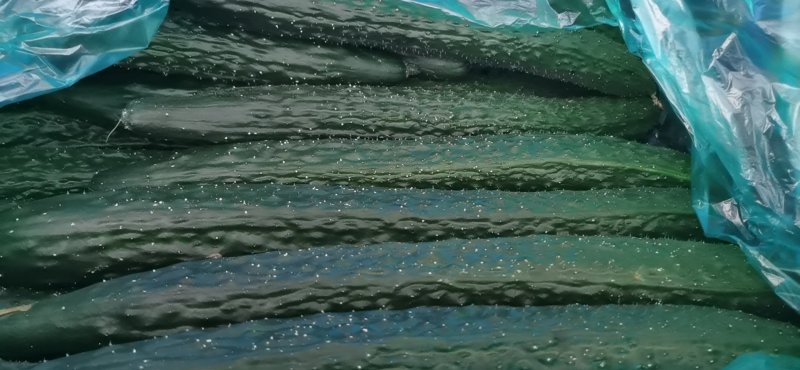 贵州‘天然种植黄瓜，