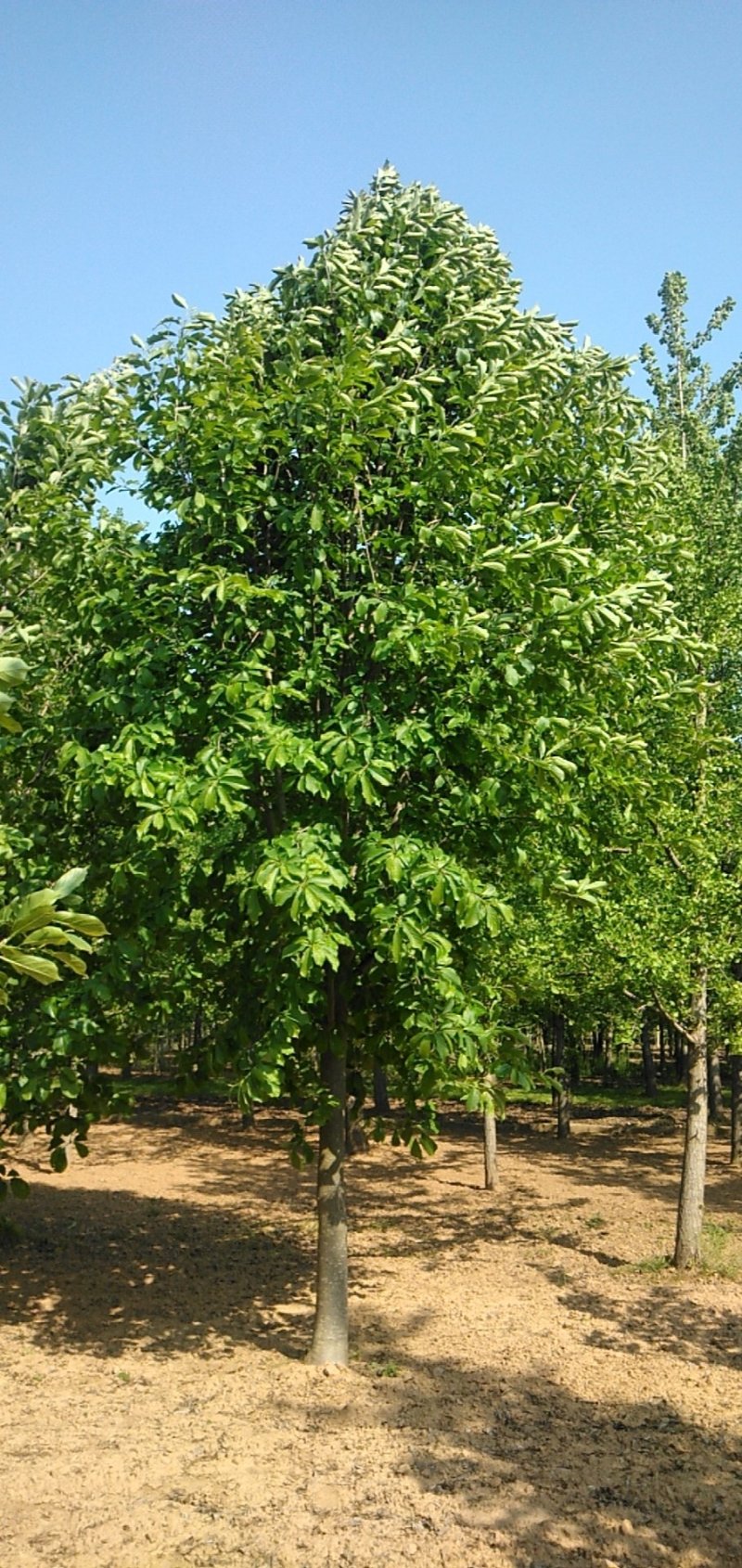 牛玉兰树，高杆玉兰，紫玉兰，白玉兰，二乔玉兰
