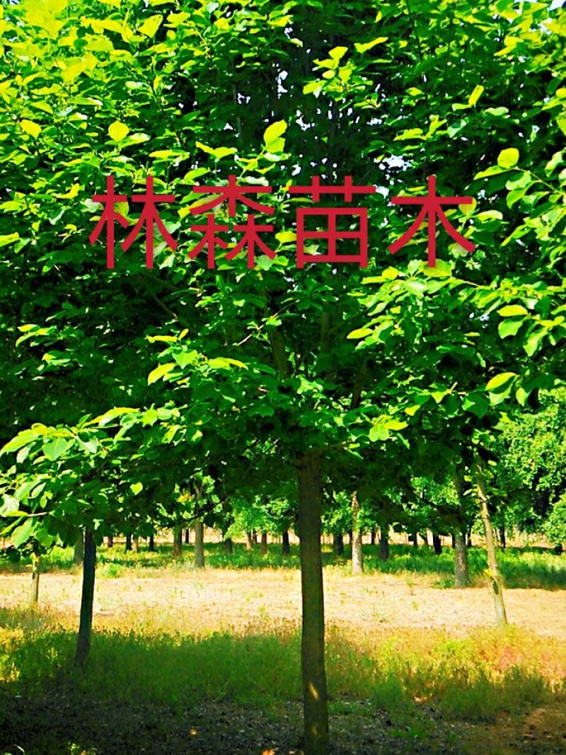 牛玉兰树，高杆玉兰，紫玉兰，白玉兰，二乔玉兰