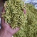 金银花