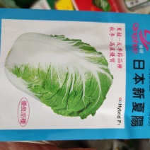 曰本新夏阳大白菜种子