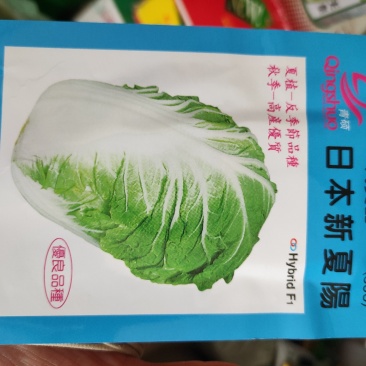 曰本新夏阳大白菜种子