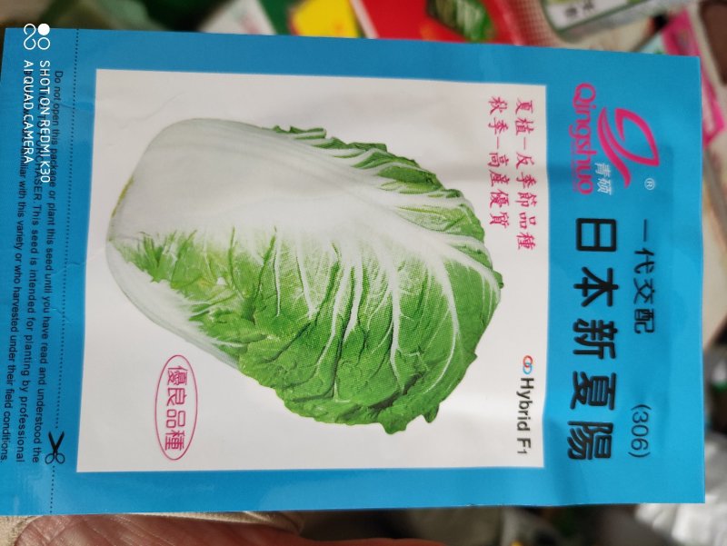 曰本新夏阳大白菜种子