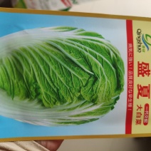 盛夏大白菜种子早熟耐热耐湿抗病