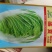 盛夏大白菜种子早熟耐热耐湿抗病