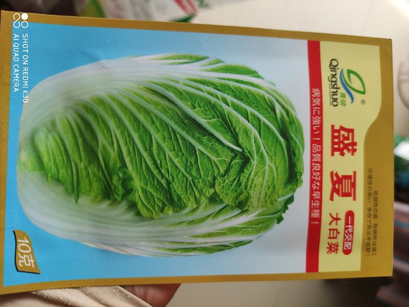 盛夏大白菜种子早熟耐热耐湿抗病