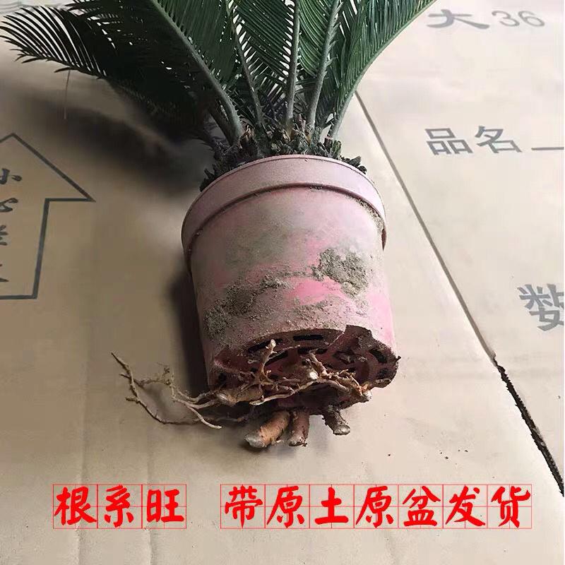铁树批发2颗装包邮苏铁盆栽产地直销福建铁树种植基地
