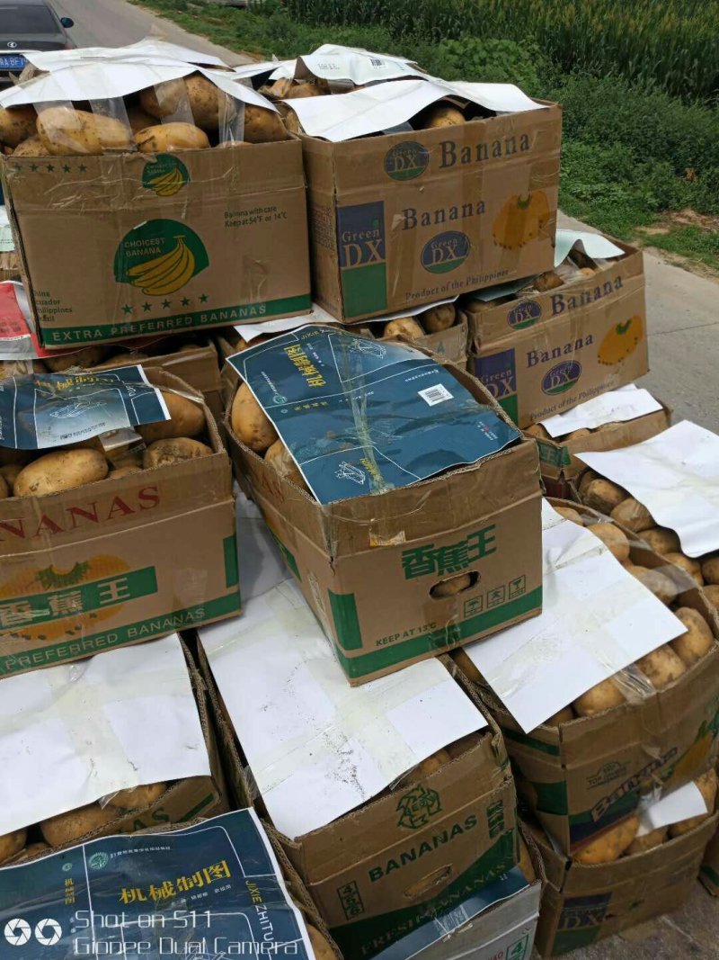 河北定州蔬菜基地土豆大量上市