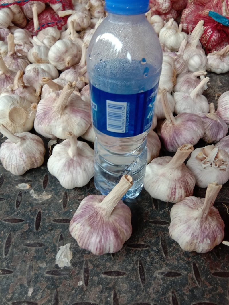 中牟精品大蒜，早熟蒜、杂交混级蒜，品质优良，欢迎采购